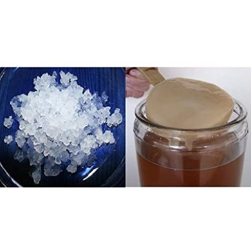 Pack 100g de Hongo de Kéfir de Agua + Disco SCOBY Kombucha