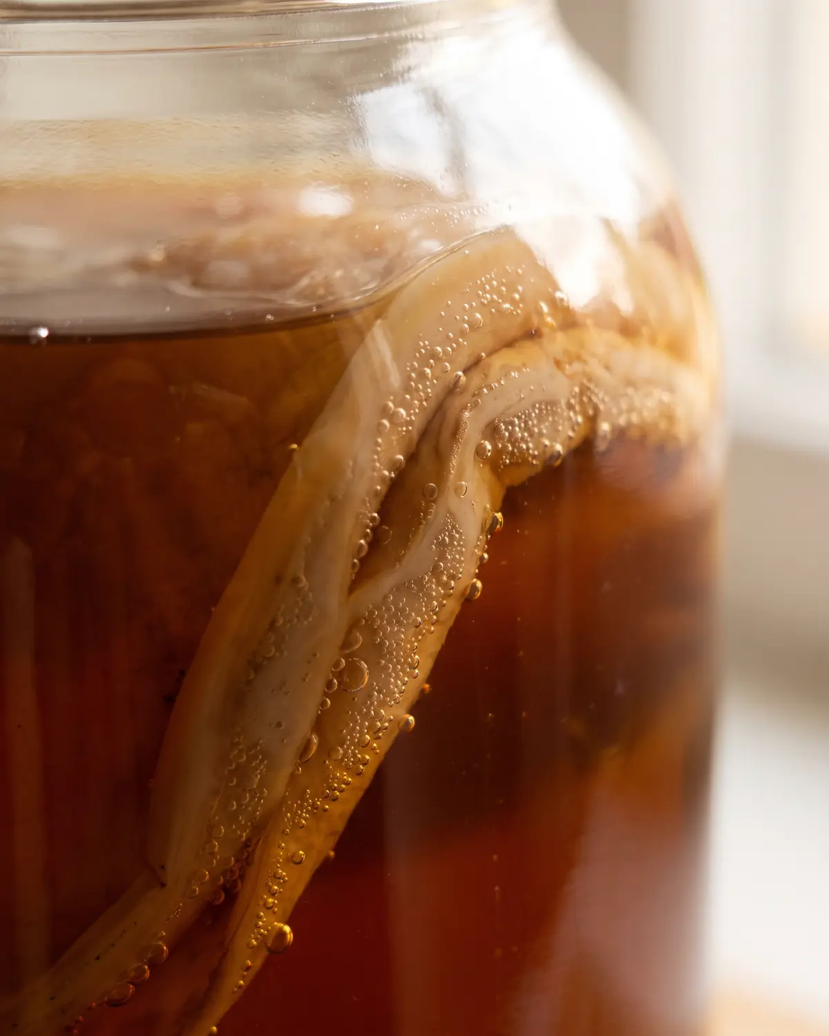 kombucha mercadona Detalle de un SCOBY pegado al vidrio, con microburbujas visibles entre pliegues y surcos de color beige.